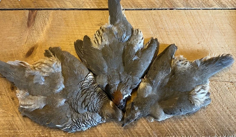 Gambel’s, Scaled And Valley (California) Quails 3 Gambel’s, Scaled And Valley (California) Quails