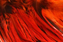 Strung Badger Saddle Hackle 8 Strung Badger Saddle Hackle -Fly Fishing Equipment Shop BSH3