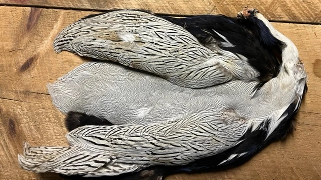 Silver Pheasant Complete Pelt: Grade One ( No Tail ) 6 Silver Pheasant Complete Pelt: Grade One ( No Tail ) - Image 4
