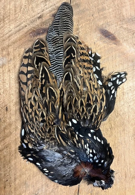 Black Francolin Skin 4 Black Francolin Skin - Image 2