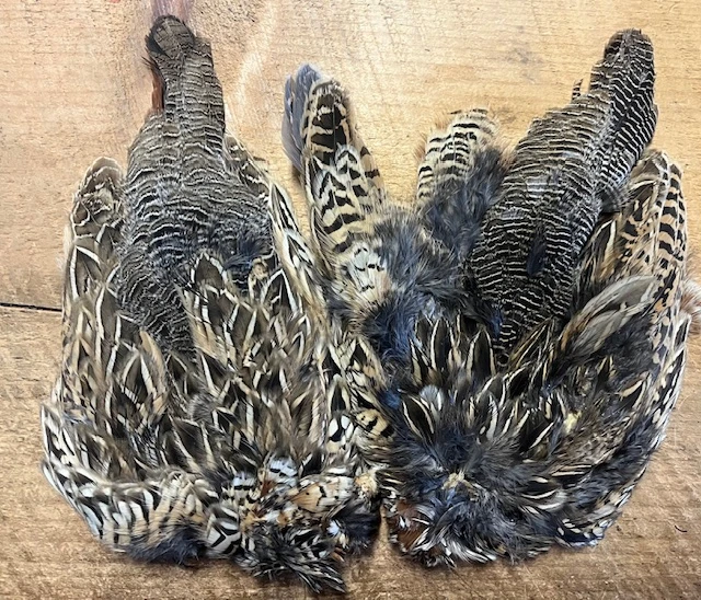 Female Black Francolin ( Asian Partridge ) 3 Female Black Francolin ( Asian Partridge )