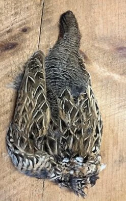 Female Black Francolin ( Asian Partridge ) 5 Female Black Francolin ( Asian Partridge ) -Fly Fishing Equipment Shop IMG 6101