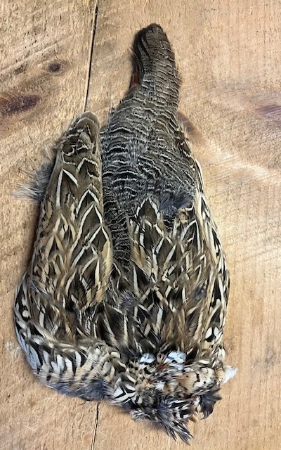 Female Black Francolin ( Asian Partridge ) 4 Female Black Francolin ( Asian Partridge ) - Image 2