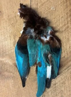 Asian Kingfisher Pelt -Fly Fishing Equipment Shop IMG 6102