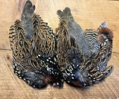 Black Francolin Skin 7 Black Francolin Skin -Fly Fishing Equipment Shop IMG 6104 2