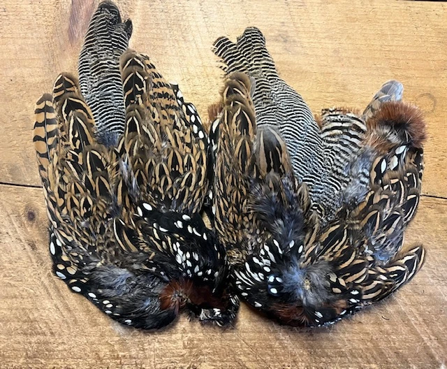 Black Francolin Skin 5 Black Francolin Skin - Image 3