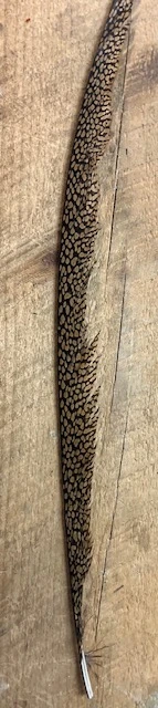 Golden Pheasant Tail Feathers: Grade 1 And 2 4 Golden Pheasant Tail Feathers: Grade 1 And 2 - Image 2