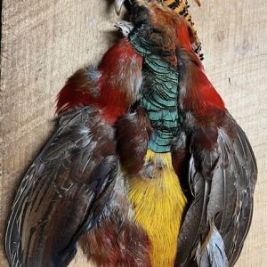 Golden Pheasant Complete Pelt No Tail, Grade 1: + Head, Grade 2 No Head Or Tail 3 Golden Pheasant Complete Pelt No Tail, Grade 1: + Head, Grade 2 No Head Or Tail