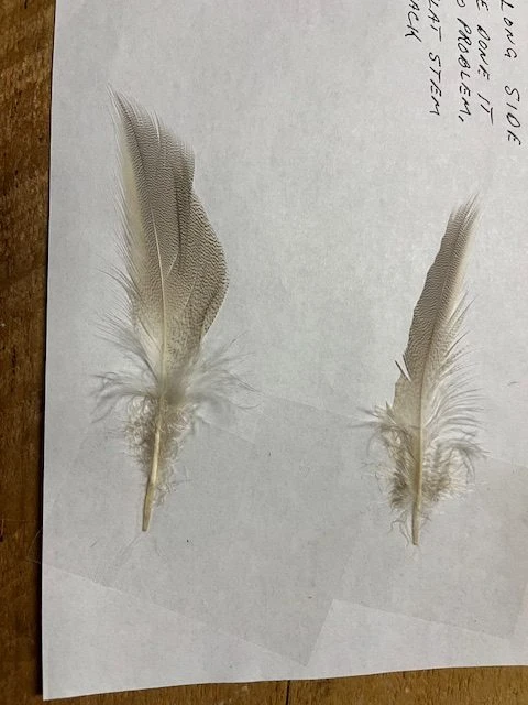 European Canvas Back Flank ( AKA Joe’s Smelt Feathers, “Maine Pintail” ) 6 European Canvas Back Flank ( AKA Joe’s Smelt Feathers, “Maine Pintail” ) - Image 4