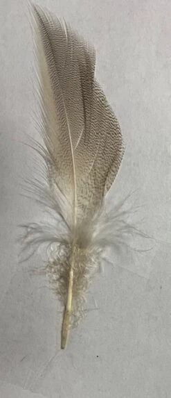 European Canvas Back Flank ( AKA Joe’s Smelt Feathers, “Maine Pintail” ) 12 European Canvas Back Flank ( AKA Joe’s Smelt Feathers, “Maine Pintail” ) -Fly Fishing Equipment Shop IMG 6546