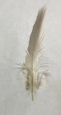 European Canvas Back Flank ( AKA Joe’s Smelt Feathers, “Maine Pintail” ) 13 European Canvas Back Flank ( AKA Joe’s Smelt Feathers, “Maine Pintail” ) -Fly Fishing Equipment Shop IMG 6547