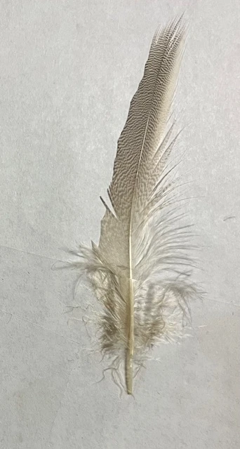 European Canvas Back Flank ( AKA Joe’s Smelt Feathers, “Maine Pintail” ) 8 European Canvas Back Flank ( AKA Joe’s Smelt Feathers, “Maine Pintail” ) - Image 6