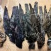 Dyed And Natural Starling Skins, ( AKA Yallerhammer, Plover And Dotteral Substitutes ) 1 Dyed And Natural Starling Skins, ( AKA Yallerhammer, Plover And Dotteral Substitutes ) -Fly Fishing Equipment Shop IMG 6555