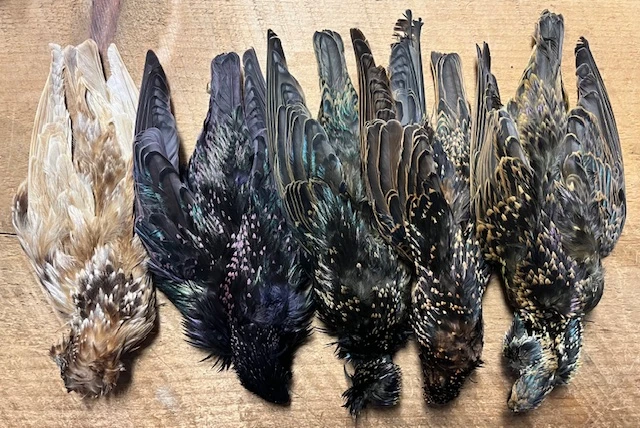 Dyed And Natural Starling Skins, ( AKA Yallerhammer, Plover And Dotteral Substitutes ) 3 Dyed And Natural Starling Skins, ( AKA Yallerhammer, Plover And Dotteral Substitutes )