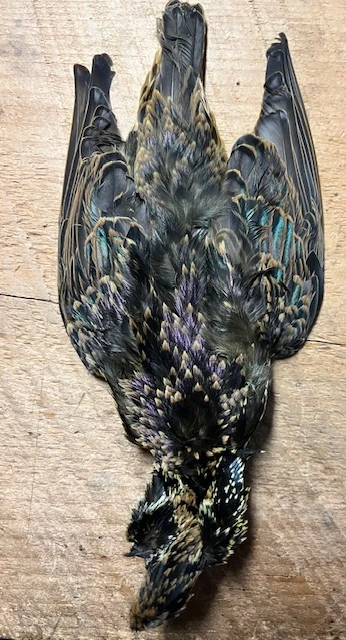 Dyed And Natural Starling Skins, ( AKA Yallerhammer, Plover And Dotteral Substitutes ) 7 Dyed And Natural Starling Skins, ( AKA Yallerhammer, Plover And Dotteral Substitutes ) - Image 5