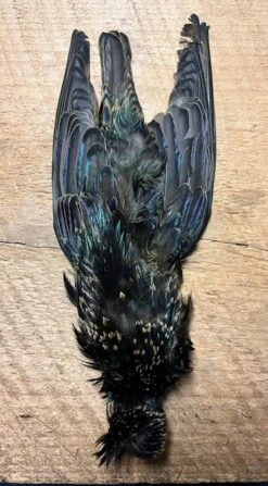 Dyed And Natural Starling Skins, ( AKA Yallerhammer, Plover And Dotteral Substitutes ) 11 Dyed And Natural Starling Skins, ( AKA Yallerhammer, Plover And Dotteral Substitutes ) -Fly Fishing Equipment Shop IMG 6558