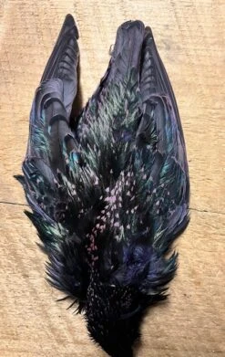 Dyed And Natural Starling Skins, ( AKA Yallerhammer, Plover And Dotteral Substitutes ) 12 Dyed And Natural Starling Skins, ( AKA Yallerhammer, Plover And Dotteral Substitutes ) -Fly Fishing Equipment Shop IMG 6559