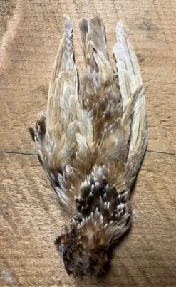 Dyed And Natural Starling Skins, ( AKA Yallerhammer, Plover And Dotteral Substitutes ) 15 Dyed And Natural Starling Skins, ( AKA Yallerhammer, Plover And Dotteral Substitutes ) -Fly Fishing Equipment Shop IMG 6560