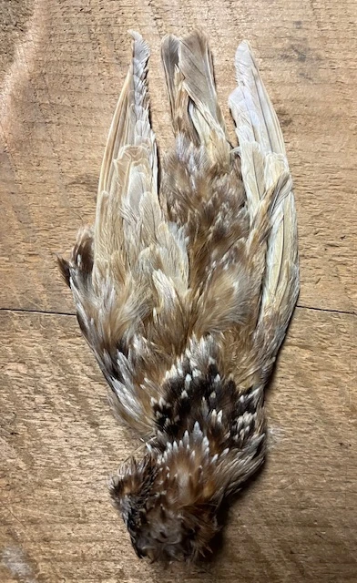 Dyed And Natural Starling Skins, ( AKA Yallerhammer, Plover And Dotteral Substitutes ) 9 Dyed And Natural Starling Skins, ( AKA Yallerhammer, Plover And Dotteral Substitutes ) - Image 7