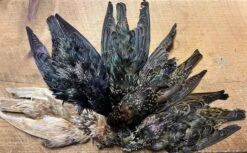 Dyed And Natural Starling Skins, ( AKA Yallerhammer, Plover And Dotteral Substitutes ) 10 Dyed And Natural Starling Skins, ( AKA Yallerhammer, Plover And Dotteral Substitutes ) -Fly Fishing Equipment Shop IMG 6561