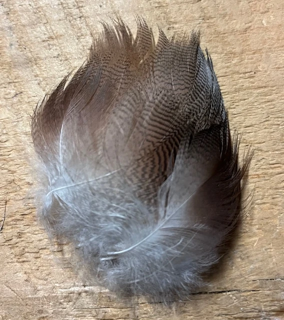 Natural American Wigeon Flank 3 Natural American Wigeon Flank