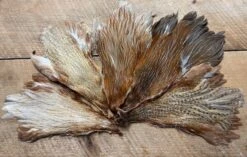 Rare Genetic Hen Variants: Including Rusty Dun, Honey Dun, Cree And Very Rare Dun Cree