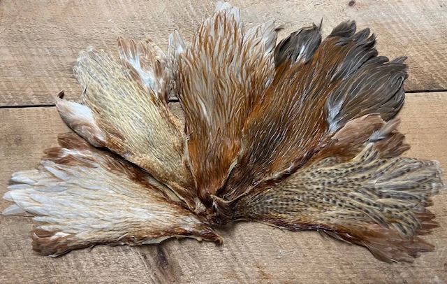 Rare Genetic Hen Variants: Including Rusty Dun, Honey Dun, Cree And Very Rare Dun Cree 3 Rare Genetic Hen Variants: Including Rusty Dun, Honey Dun, Cree And Very Rare Dun Cree