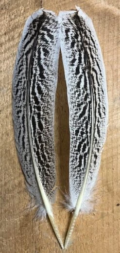 Badger Creek Mottled Zebra Turkey Quill ( Medium Size )