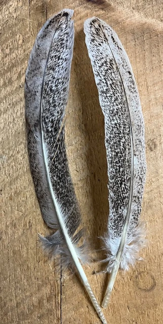 Badger Creek Mottled Oak Turkey Quill ( Small ) 3 Badger Creek Mottled Oak Turkey Quill ( Small )