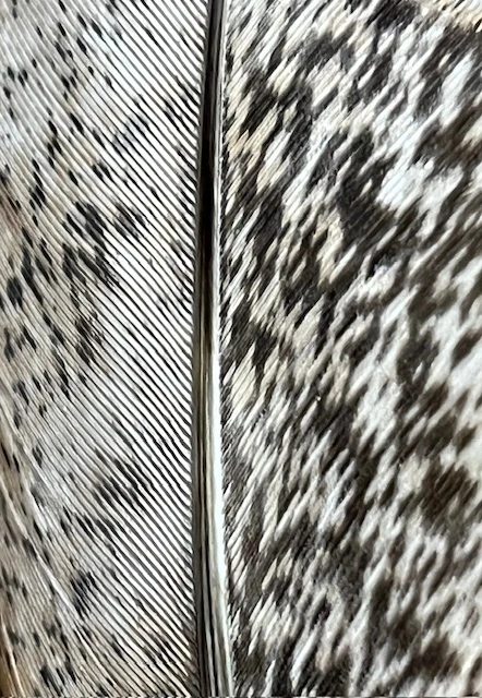 Badger Creek Mottled Oak Turkey Quill ( Small ) 4 Badger Creek Mottled Oak Turkey Quill ( Small ) - Image 2