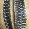 Badger Creek Mottled Ozark Turkey Quill ( Large Size ) 2 Badger Creek Mottled Ozark Turkey Quill ( Large Size ) -Fly Fishing Equipment Shop IMG 6840