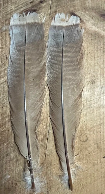 Badger Creek Bleached White Top Turkey Tail ( Large Size ) 3 Badger Creek Bleached White Top Turkey Tail ( Large Size )