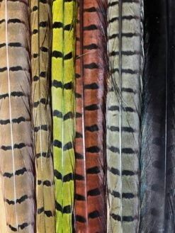 Pheasant Tail Natural And Dyed Assortment 8 Pheasant Tail Natural And Dyed Assortment -Fly Fishing Equipment Shop IMG 6848 rotated 1