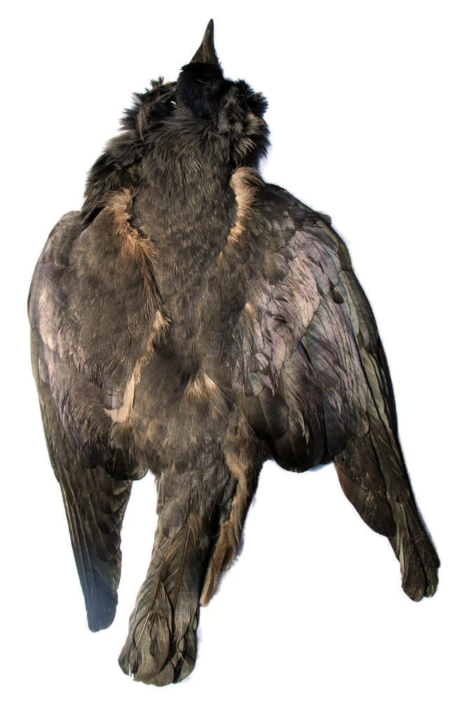 Jackdaw Pelt 3 Jackdaw Pelt