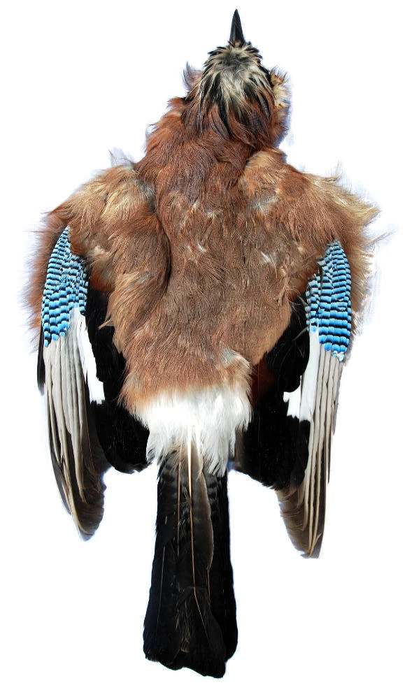 Eurasian Jay Skin 3 Eurasian Jay Skin
