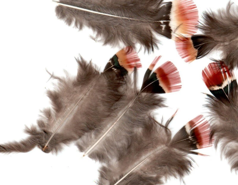 Lady Amhurst Body Plumage 3 Lady Amhurst Body Plumage