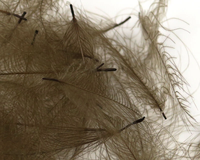 54 Dean Street Super Select CDC 4 54 Dean Street Super Select CDC - Image 2