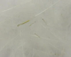 54 Dean Street Super Select CDC 15 54 Dean Street Super Select CDC -Fly Fishing Equipment Shop SSCDC4