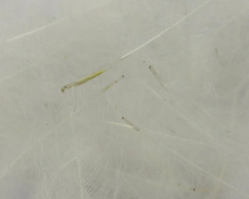 54 Dean Street Super Select CDC 7 54 Dean Street Super Select CDC - Image 5