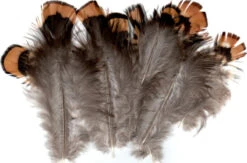 Venery Pheasant Body Plumage ( AKA Reeve’s Pheasant Feathers )