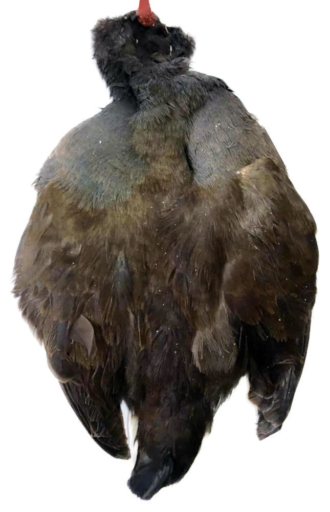 Waterhen Skin 3 Waterhen Skin