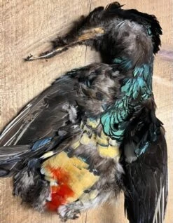 Amhurst Pheasant Skin Pro Grade (No Head Or Tail)