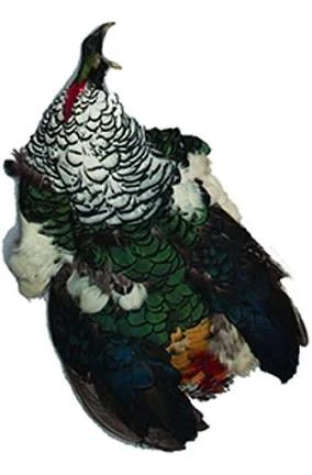 Grade 1 Lady Amhurst Pelt With Cape, No Tail 3 Grade 1 Lady Amhurst Pelt With Cape, No Tail