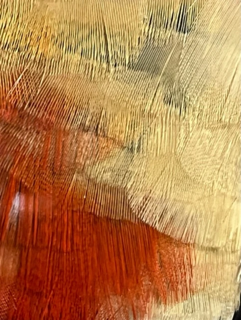 Amhurst Pheasant Skin Pro Grade (No Head Or Tail) 4 Amhurst Pheasant Skin Pro Grade (No Head Or Tail) - Image 2