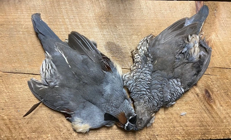 Badger Creek American Soft Hackle Sampler Set 5 Badger Creek American Soft Hackle Sampler Set - Image 3