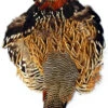 Black Francolin Skin
