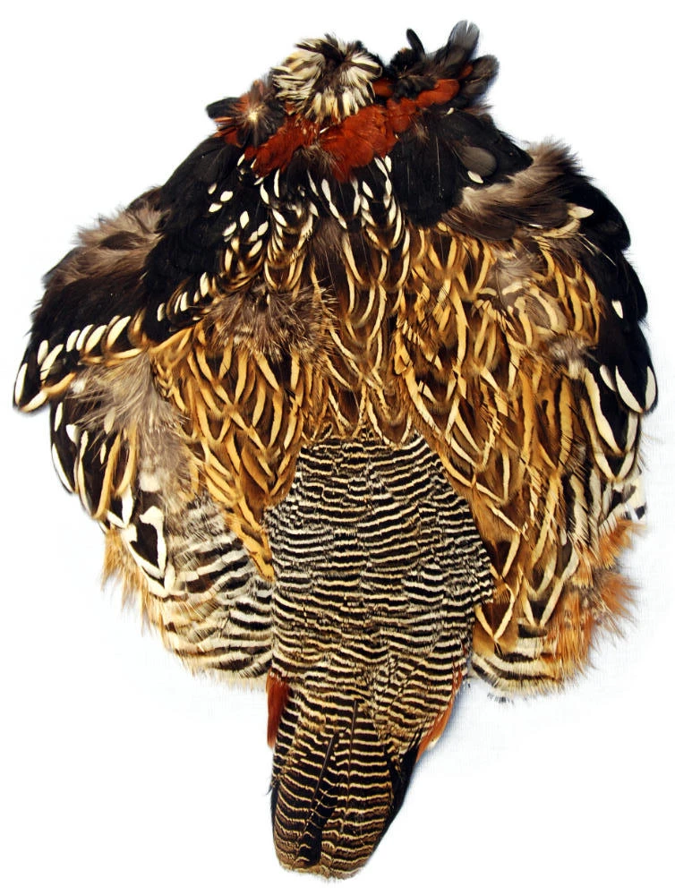 Black Francolin Skin 3 Black Francolin Skin