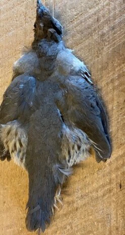 Gambel’s, Scaled And Valley (California) Quails 7 Gambel’s, Scaled And Valley (California) Quails -Fly Fishing Equipment Shop caq