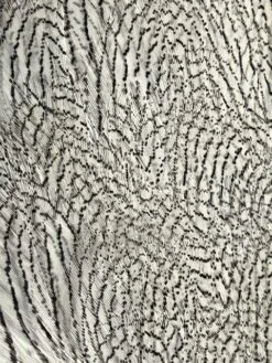 Silver Pheasant Complete Pelt: Grade One ( No Tail ) 8 Silver Pheasant Complete Pelt: Grade One ( No Tail ) -Fly Fishing Equipment Shop cusp rotated 1