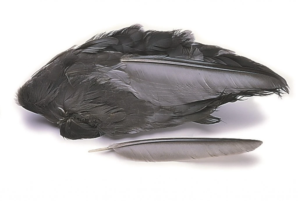 Coot Wings 3 Coot Wings